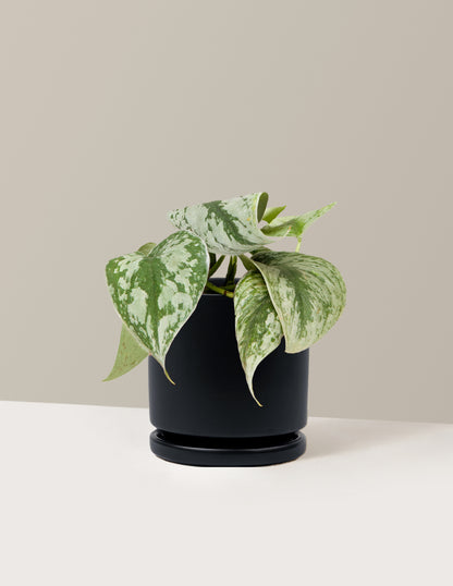 Pothos Sterling Silver