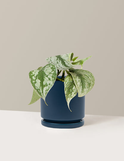 Pothos Sterling Silver
