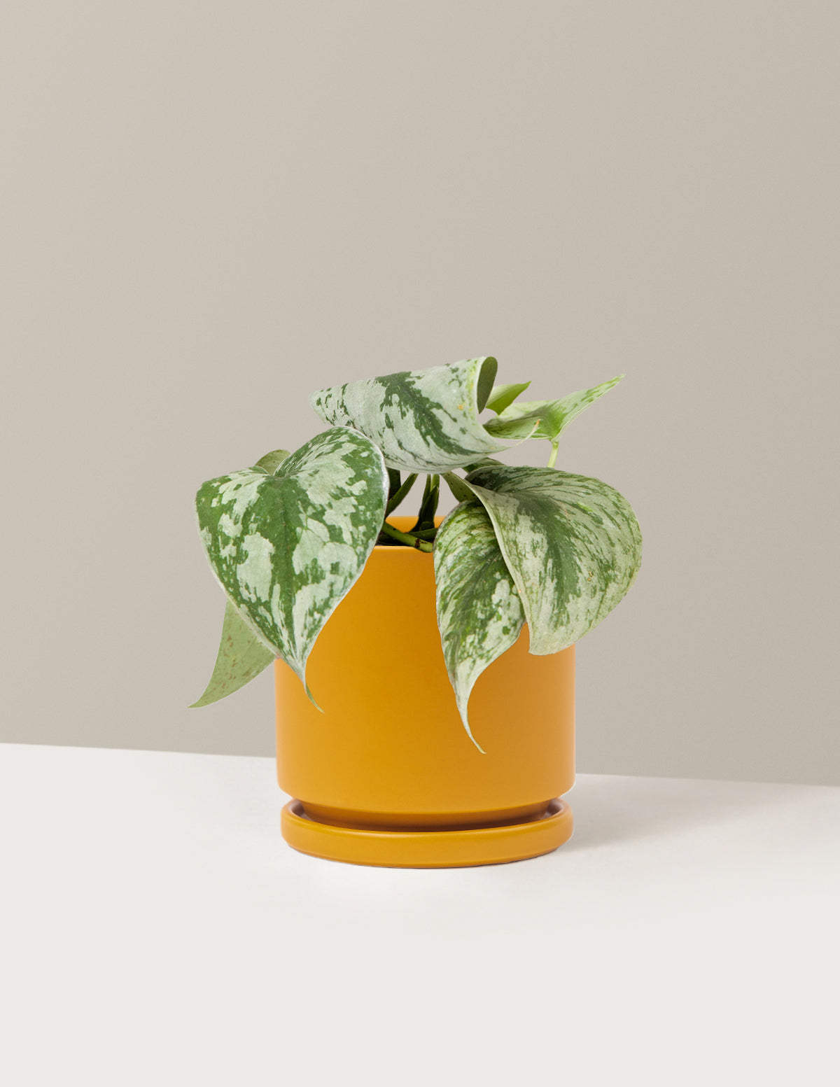 Pothos Sterling Silver