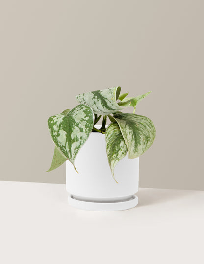 Pothos Sterling Silver