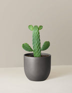 Prickly Pear Cactus Joseph's Coat