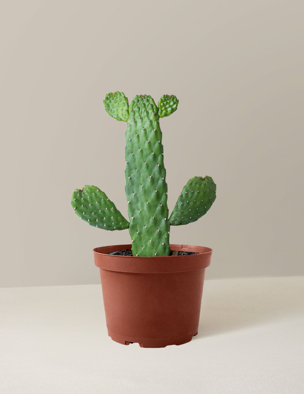 Prickly Pear Cactus Joseph's Coat
