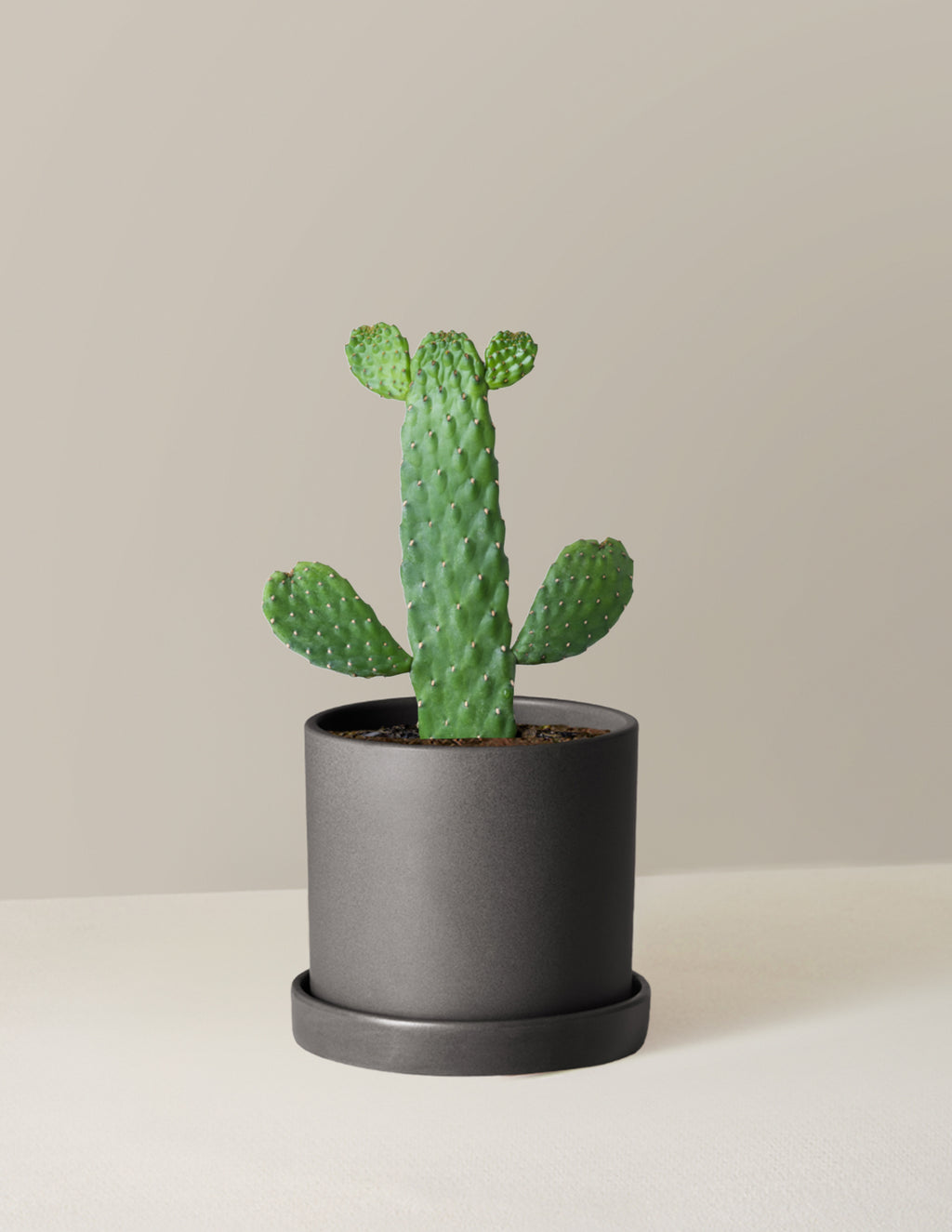 Prickly Pear Cactus Joseph's Coat