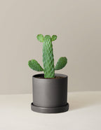Prickly Pear Cactus Joseph's Coat