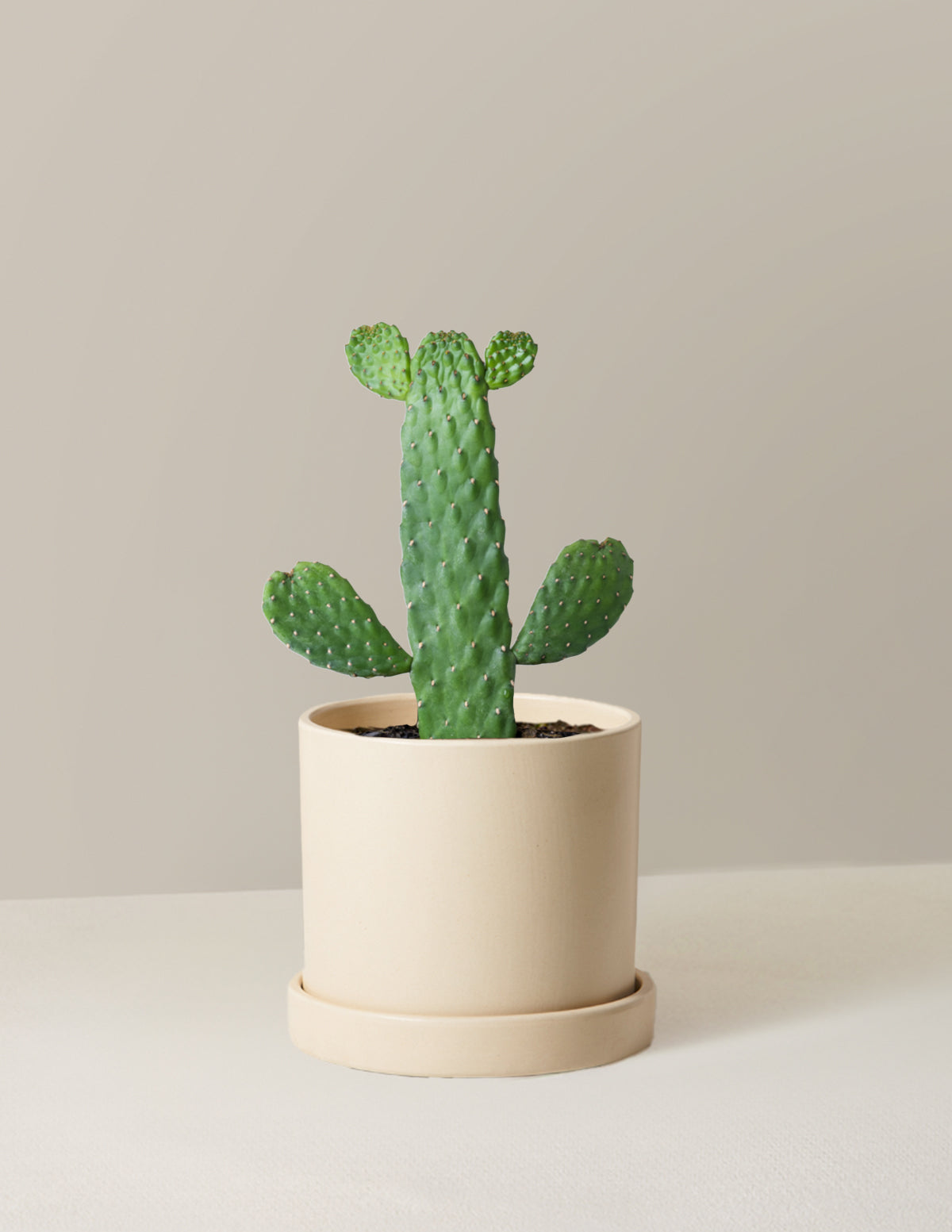 Prickly Pear Cactus Joseph's Coat