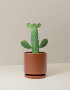 Prickly Pear Cactus Joseph's Coat
