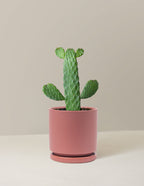 Prickly Pear Cactus Joseph's Coat