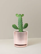 Prickly Pear Cactus Joseph's Coat