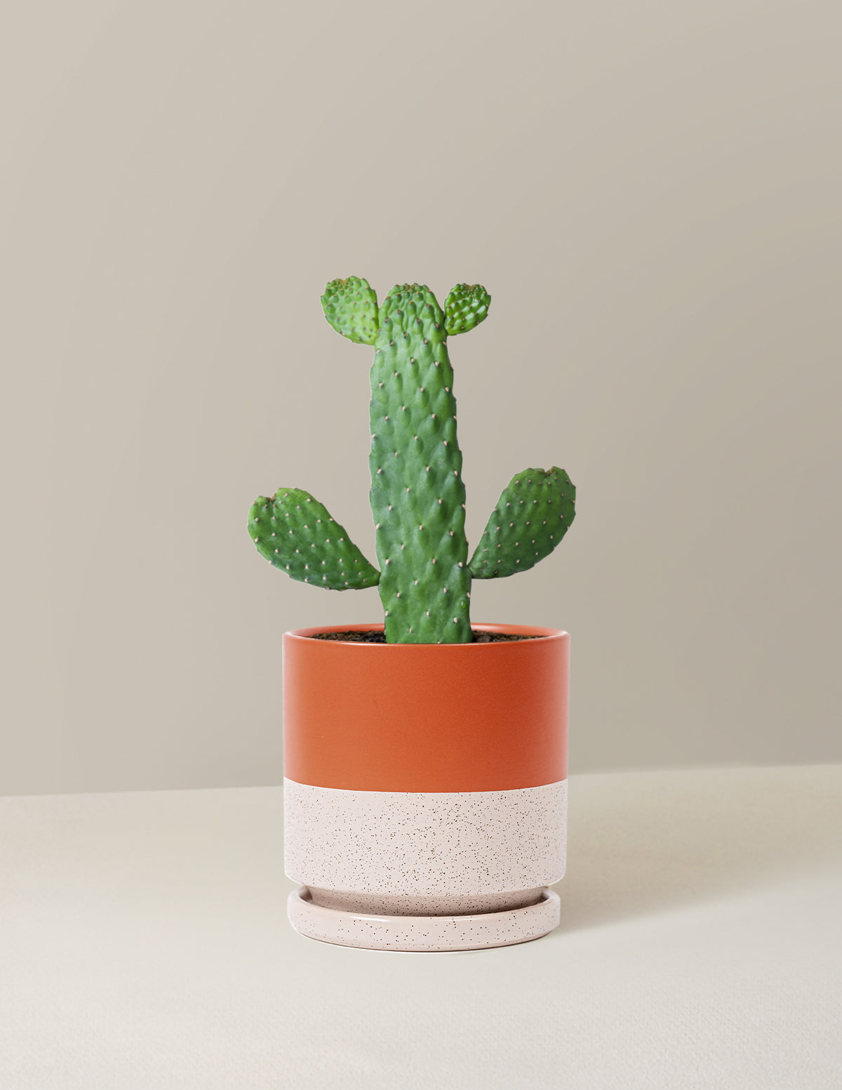 Prickly Pear Cactus Joseph's Coat
