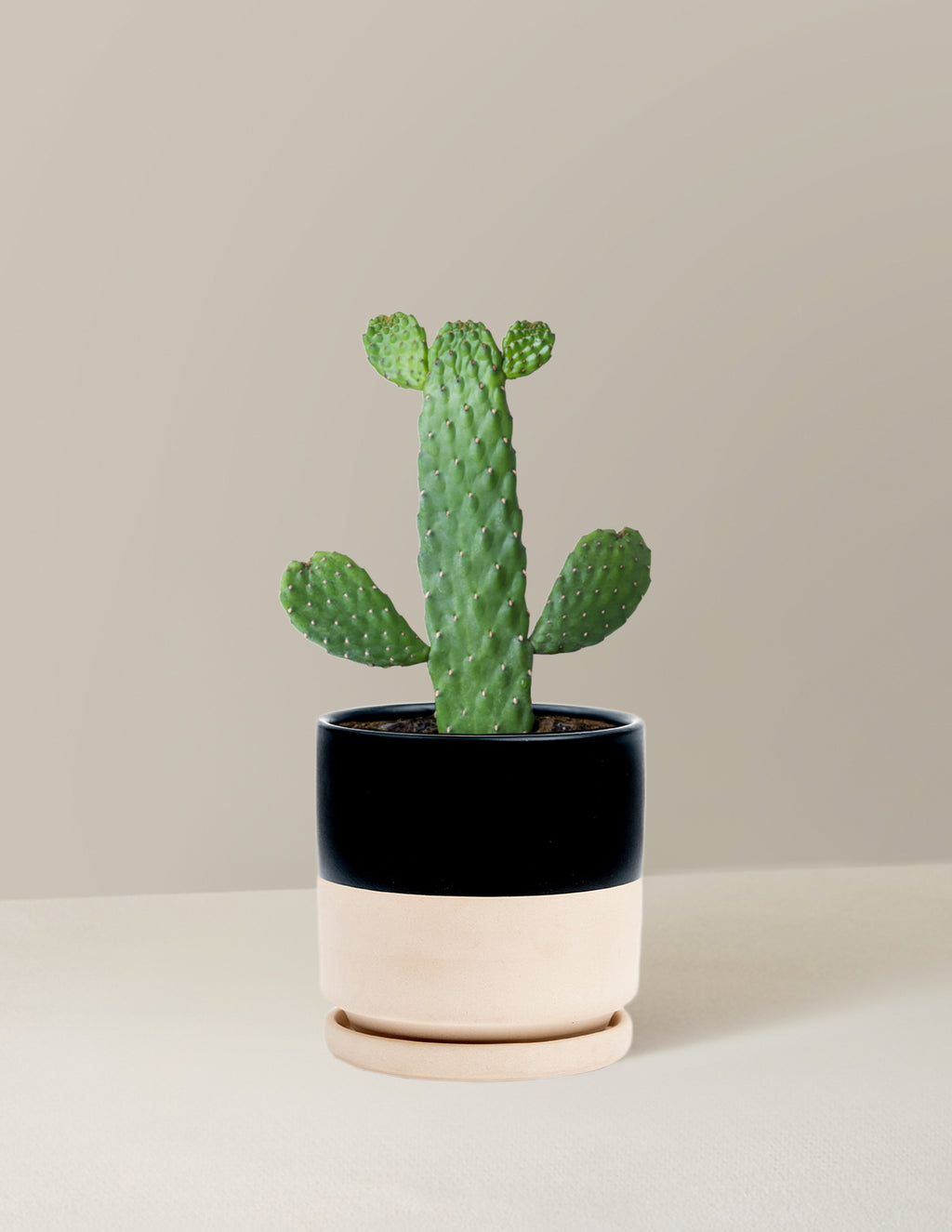 Prickly Pear Cactus Joseph's Coat