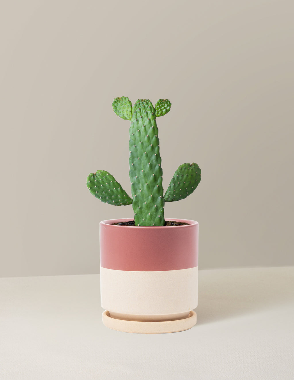 Prickly Pear Cactus Joseph's Coat