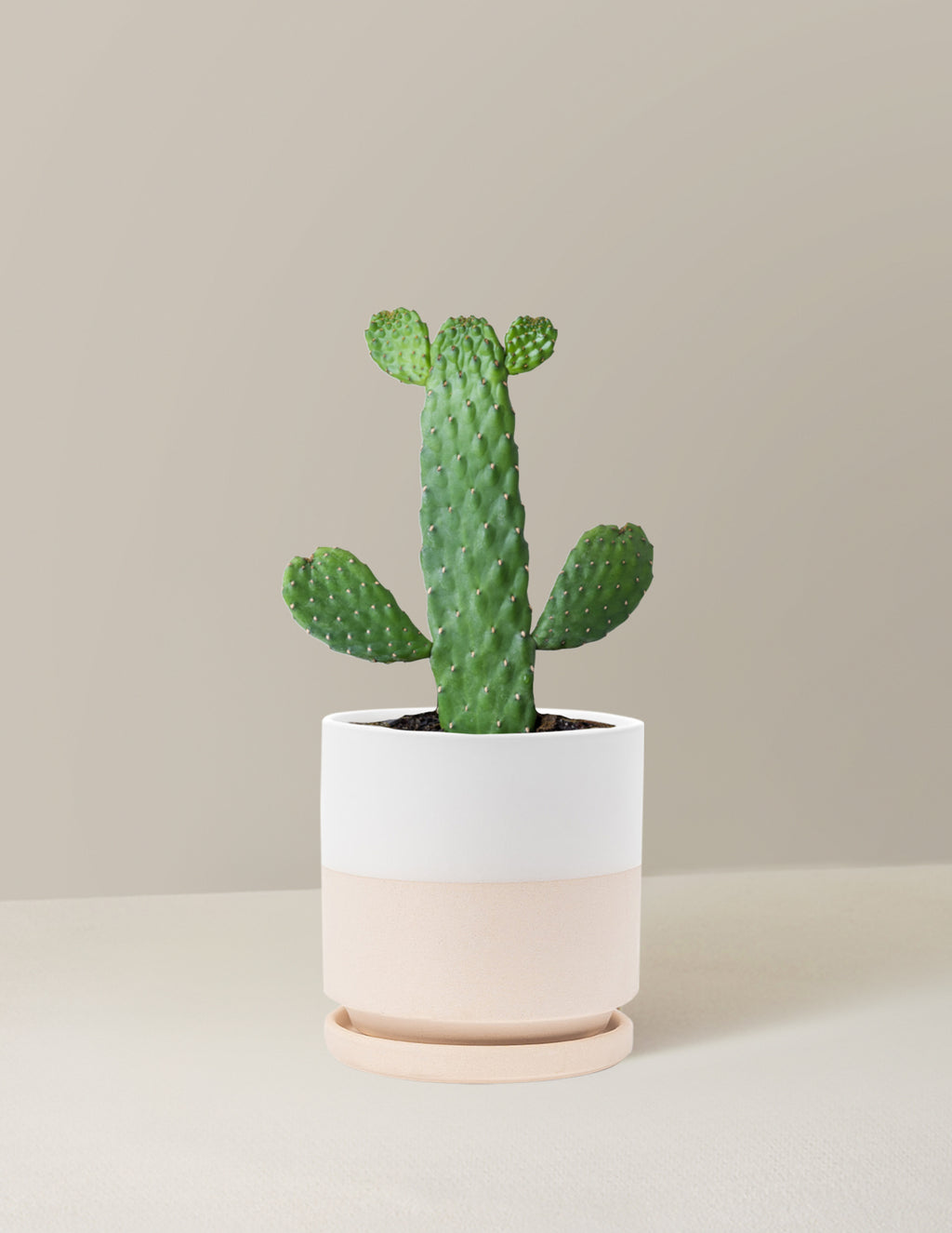 Prickly Pear Cactus Joseph's Coat