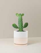 Prickly Pear Cactus Joseph's Coat