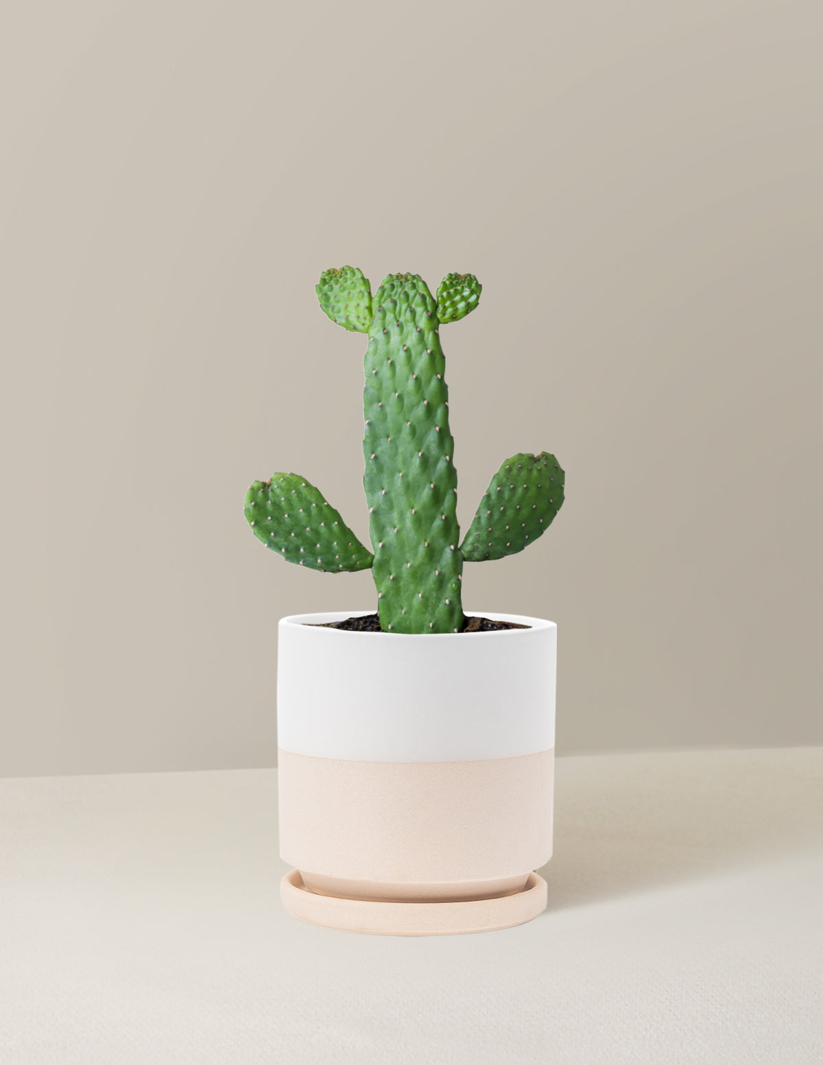 Prickly Pear Cactus Joseph's Coat