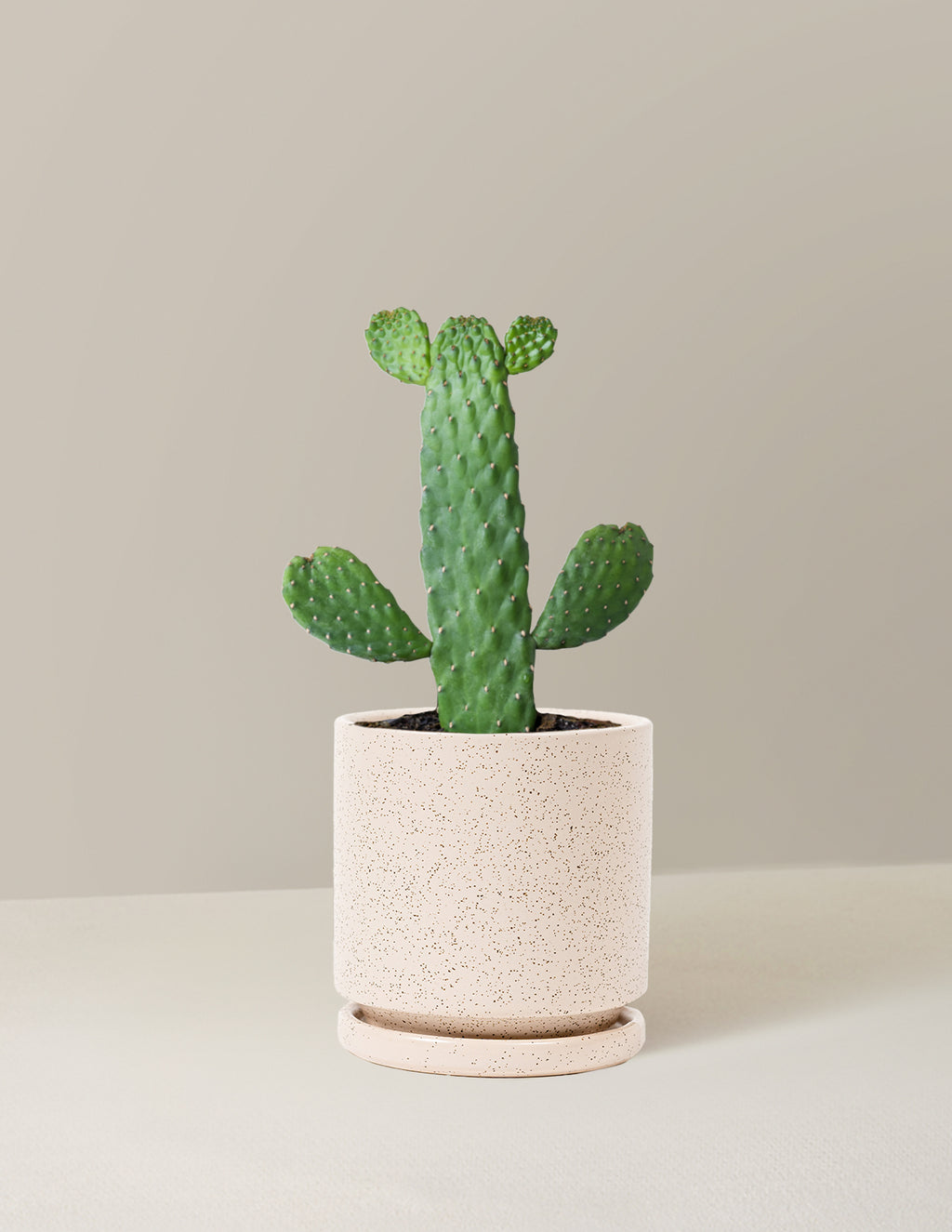 Prickly Pear Cactus Joseph's Coat