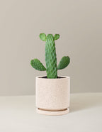 Prickly Pear Cactus Joseph's Coat