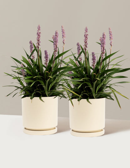 Purple Explosion™ Lilyturf
