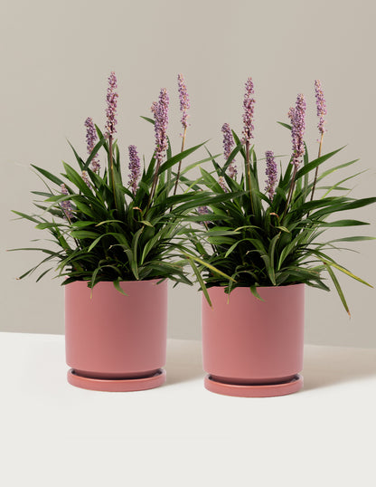 Purple Explosion™ Lilyturf