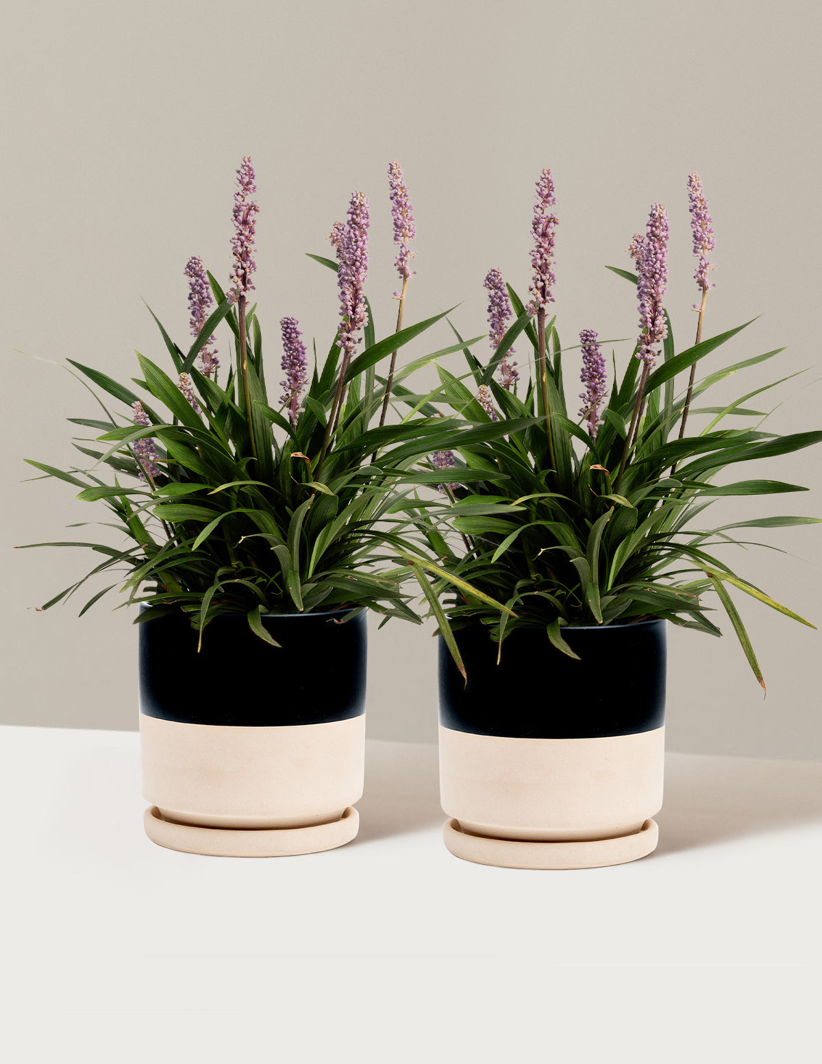 bundle | 1 Gallon - 2-Pack | Isabella | Top Half Black
