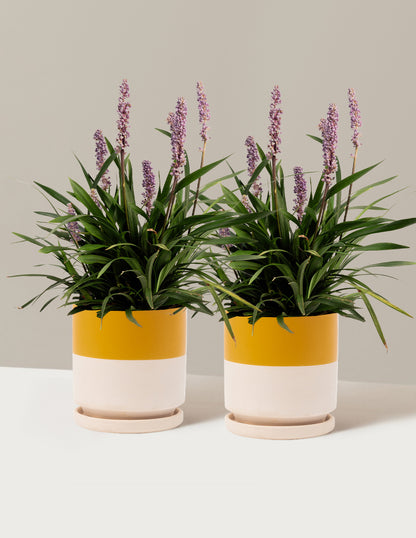 Purple Explosion™ Lilyturf