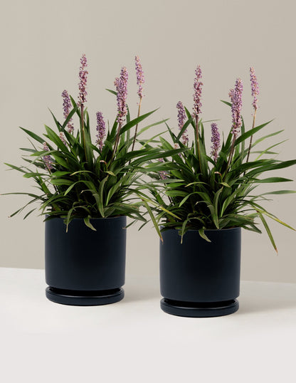 Purple Explosion™ Lilyturf