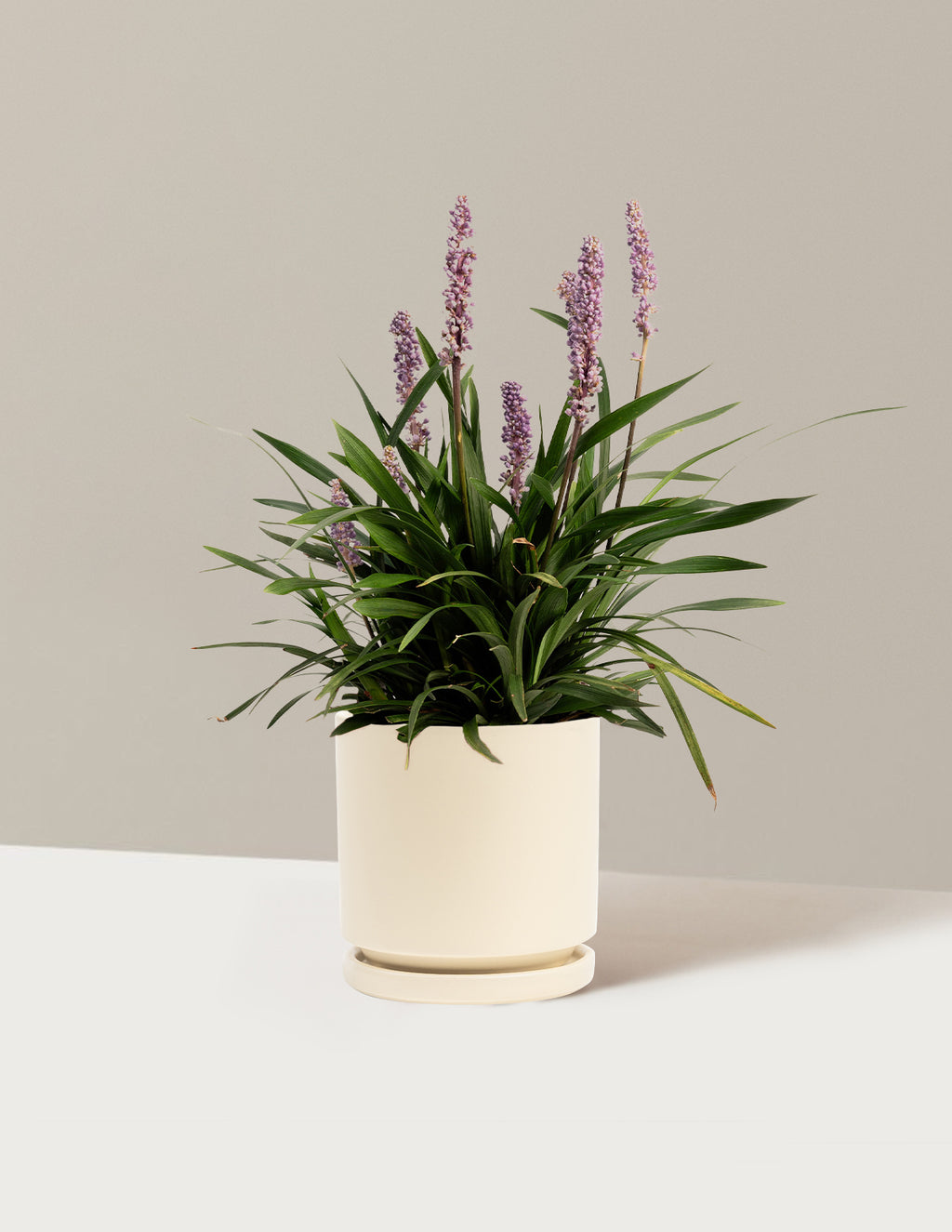 bundle | 1 Gallon - Single | Isabella | Almond
