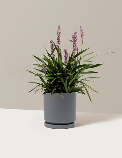 Purple Explosion™ Lilyturf