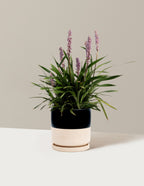 bundle | 1 Gallon - Single | Isabella | Top Half Black