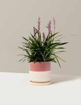 Purple Explosion™ Lilyturf