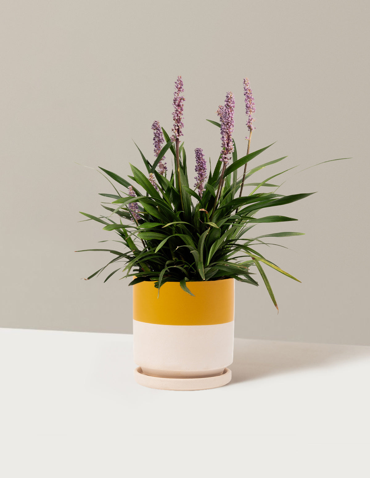 bundle | 1 Gallon - Single | Isabella | Top Half Mustard