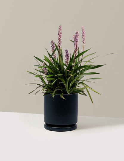 Purple Explosion™ Lilyturf