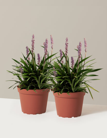 Purple Explosion™ Lilyturf