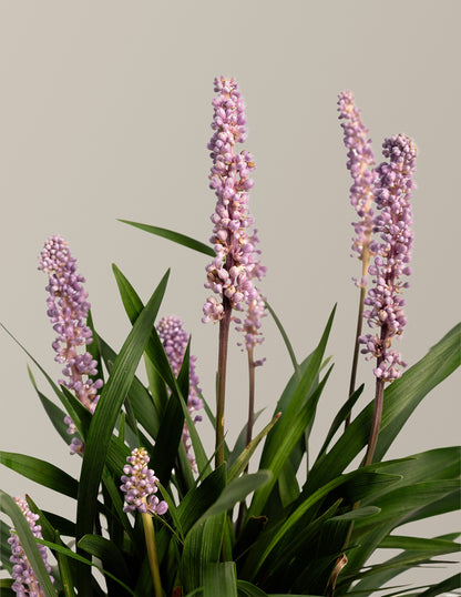 Purple Explosion™ Lilyturf