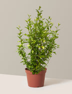 Purple Pillar® Rose of Sharon