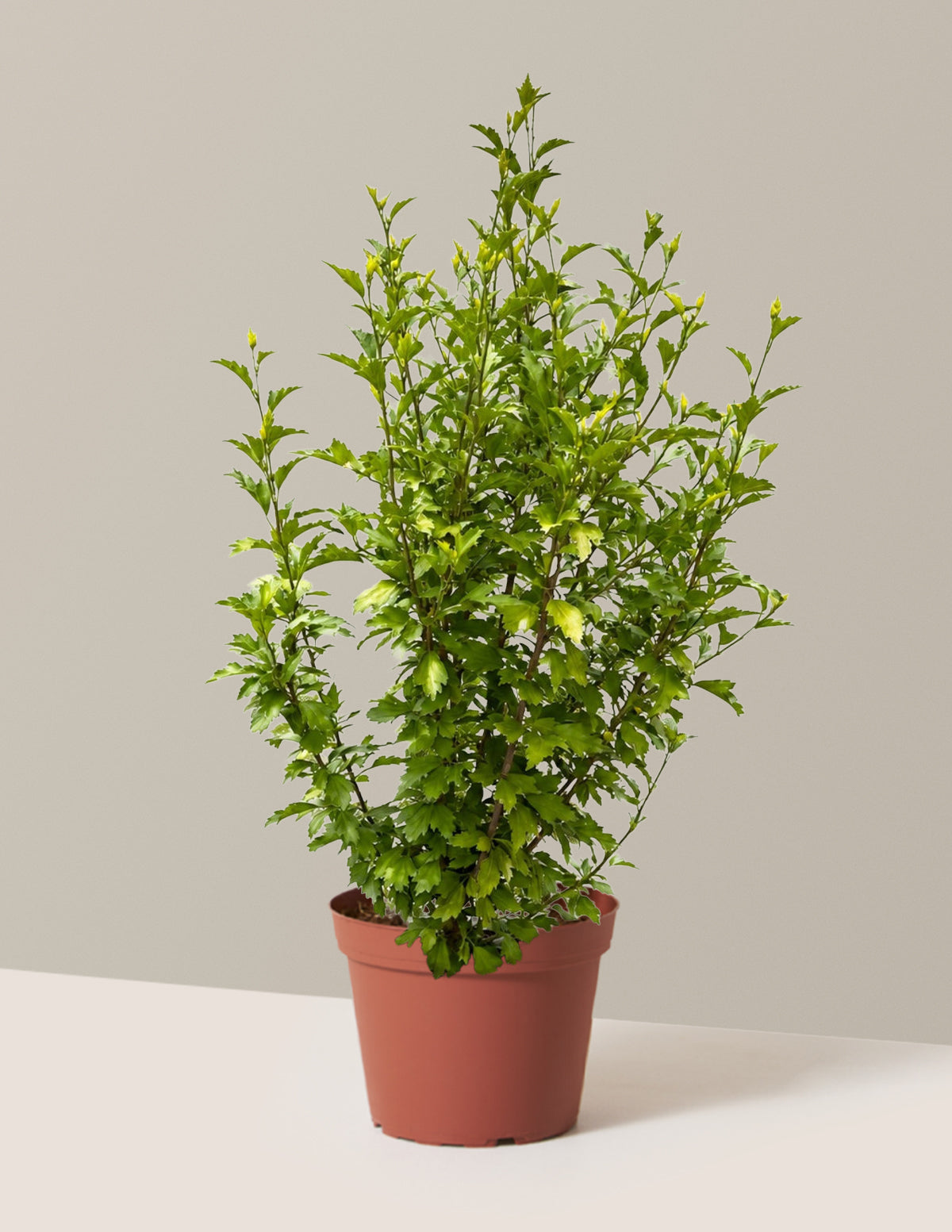 Purple Pillar® Rose of Sharon
