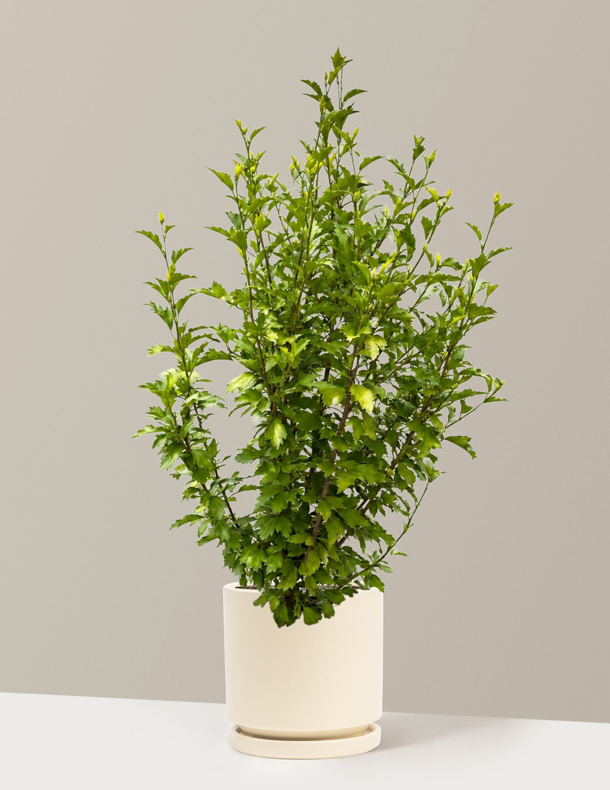 Purple Pillar® Rose of Sharon