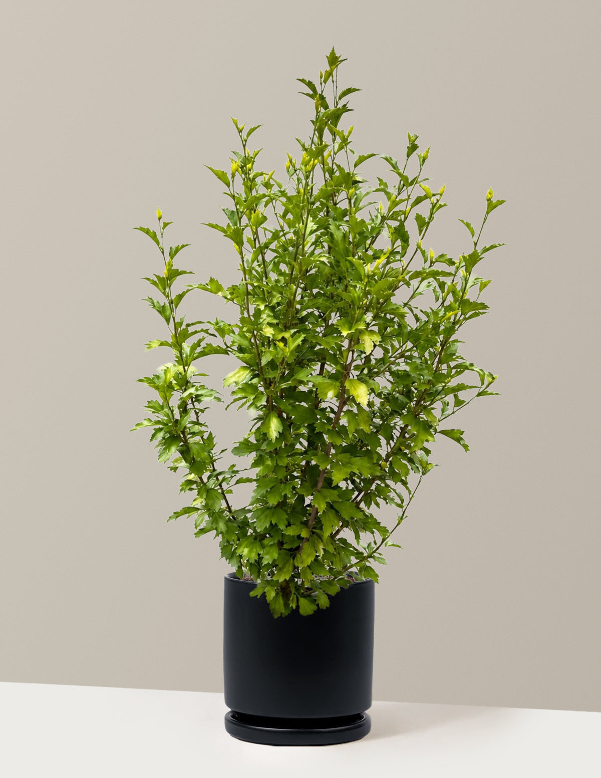 Purple Pillar® Rose of Sharon