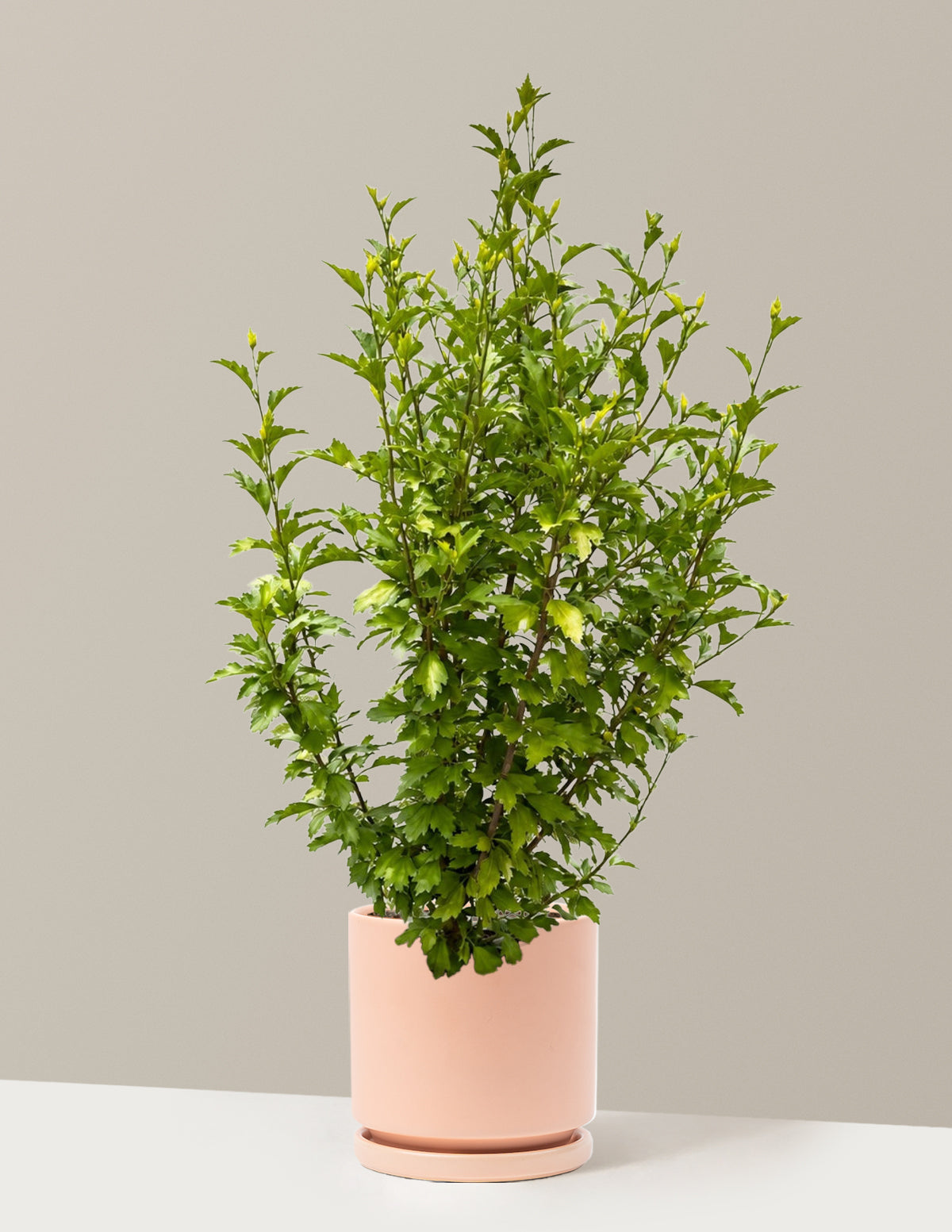 Purple Pillar® Rose of Sharon