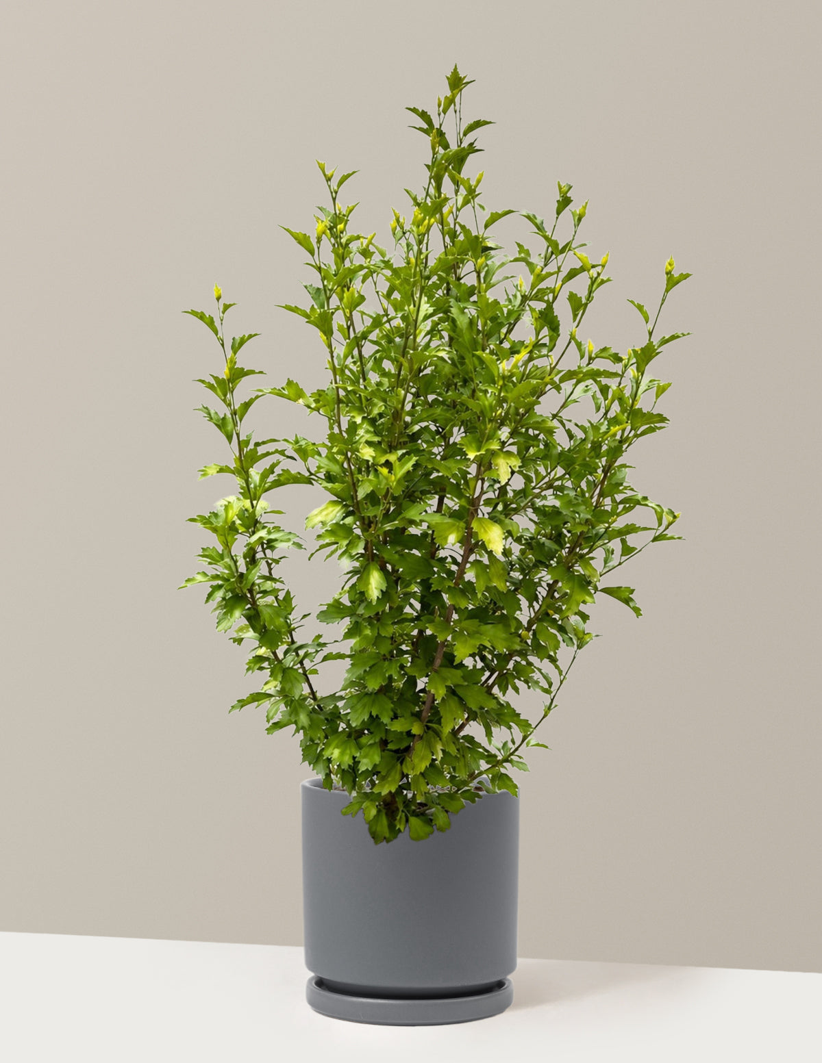 Purple Pillar® Rose of Sharon