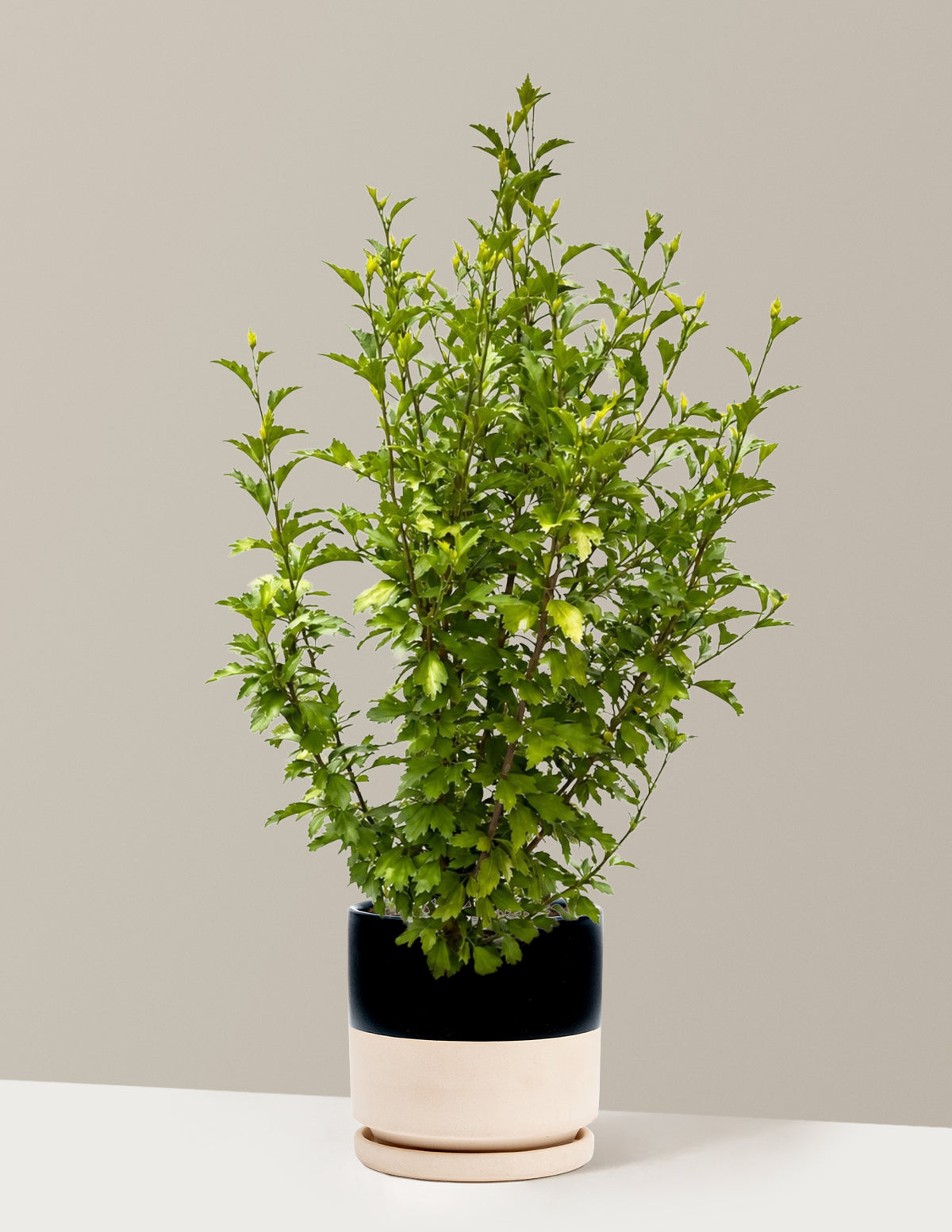Purple Pillar® Rose of Sharon