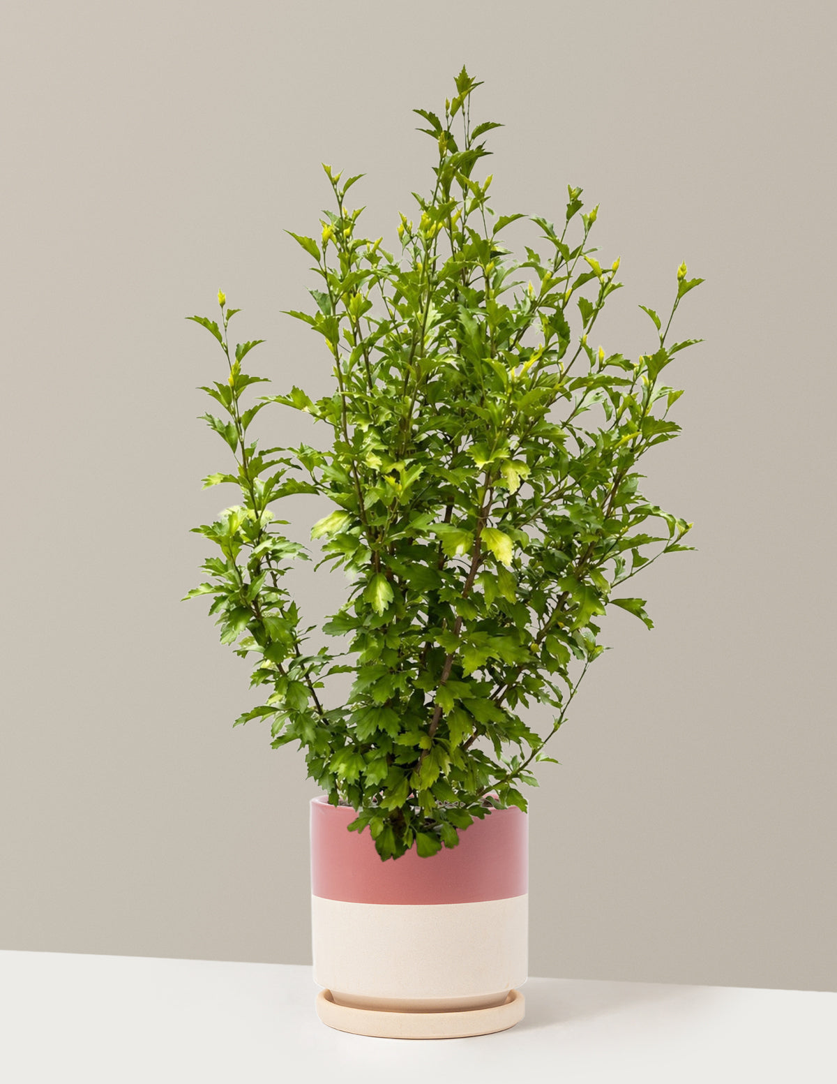 Purple Pillar® Rose of Sharon