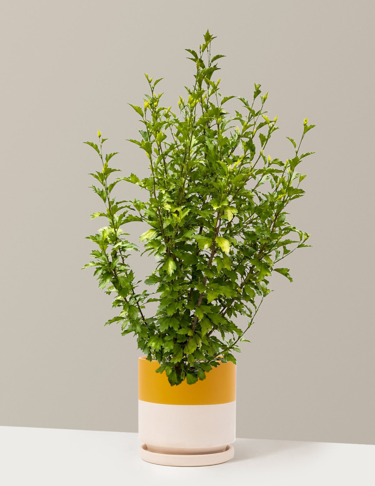 Purple Pillar® Rose of Sharon