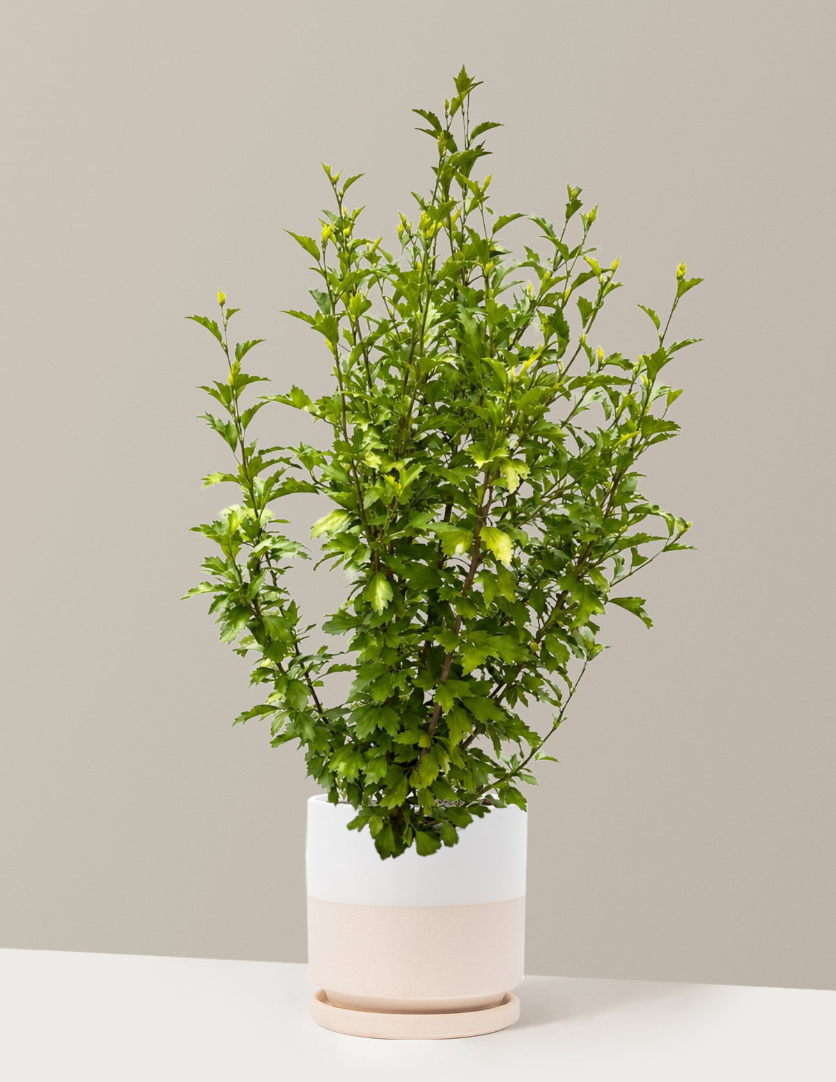 Purple Pillar® Rose of Sharon