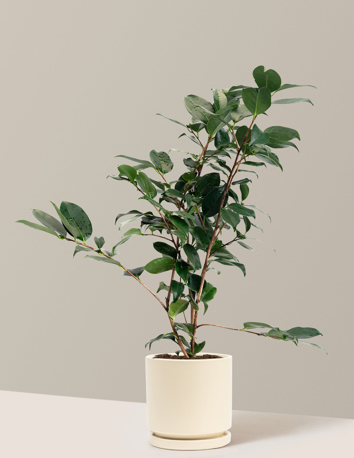 R.L. Wheeler Camellia