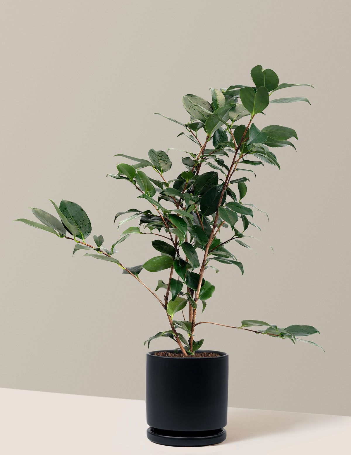 R.L. Wheeler Camellia