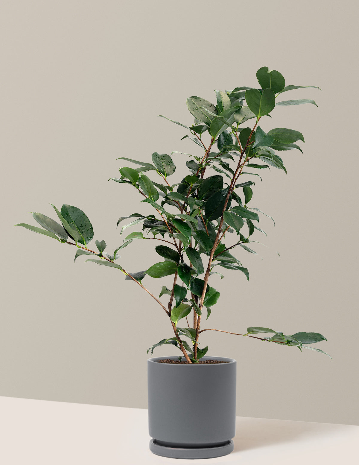 R.L. Wheeler Camellia