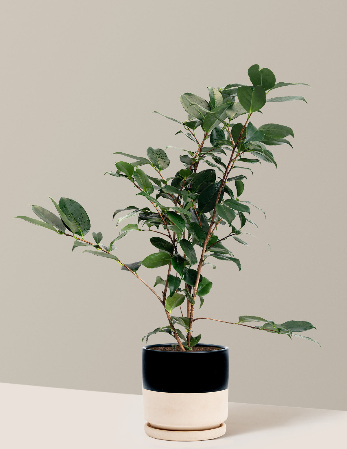 R.L. Wheeler Camellia