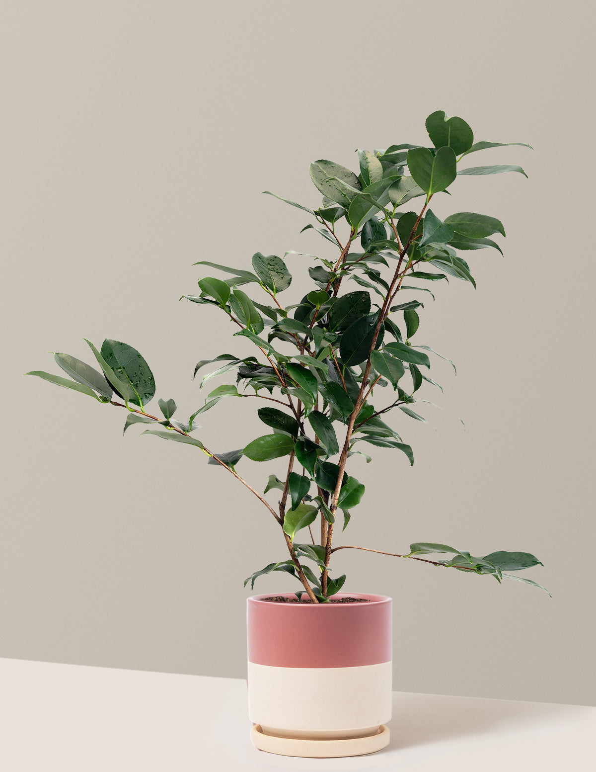 R.L. Wheeler Camellia
