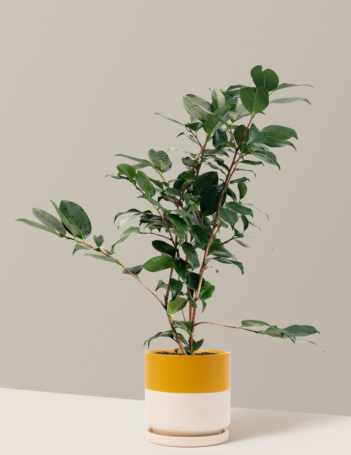 R.L. Wheeler Camellia