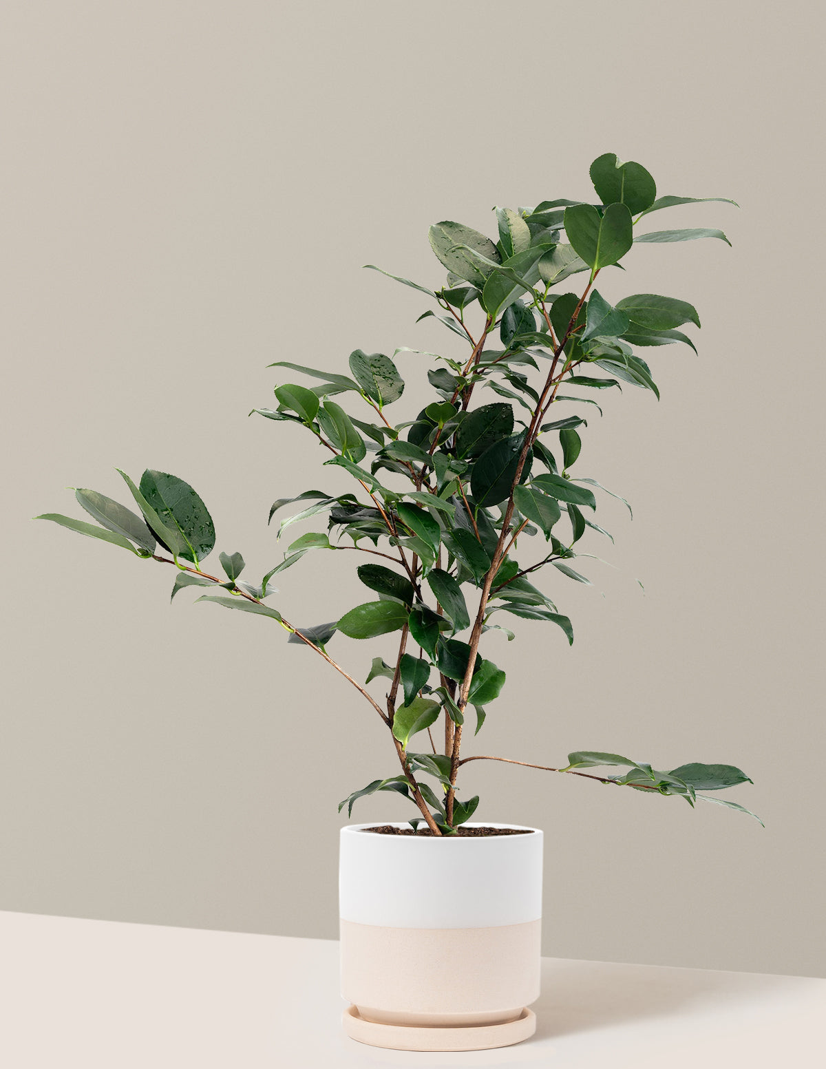 R.L. Wheeler Camellia
